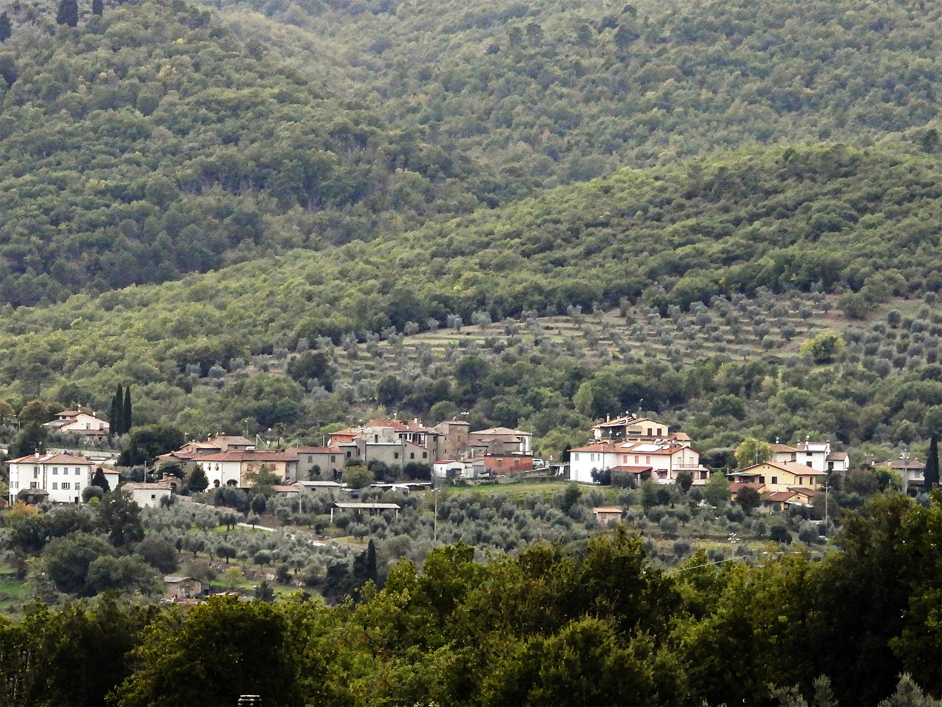 Verniana